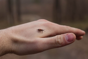 male hand on which a small insect crawls