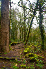 beautiful forest mountain landscape in autumn in sochi in  boxwood grove
