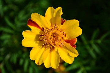 Fototapeta premium close up of yellow flower on green background with anther flower on top