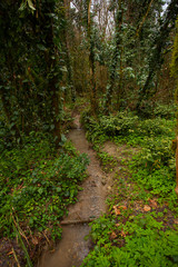 beautiful forest mountain landscape in autumn in sochi in  boxwood grove