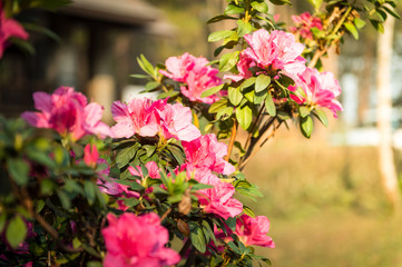 closeup of pink flower in garden