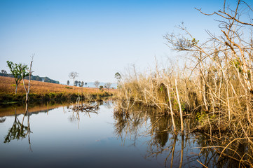 pond and dry tree landscape