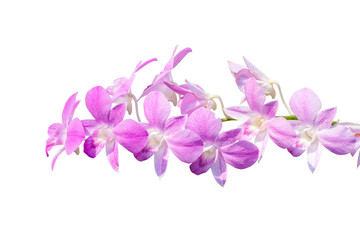 Naklejka na ściany i meble Purple orchid flower bouquet bloom isolated on white background included clipping path.