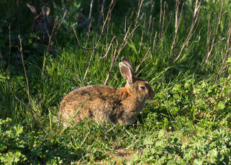A light brown rabbit eats grass. A rabbit is sitting on the green grass. Rabbit among the grass on a summer day.