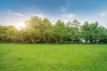 Green grass and trees on blue sky