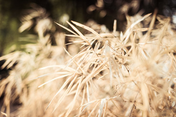 closeup of bamboo leaf dry