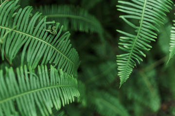 green fern leaf
