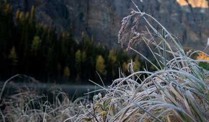 frosted grass in the mountains on a crisp fall day