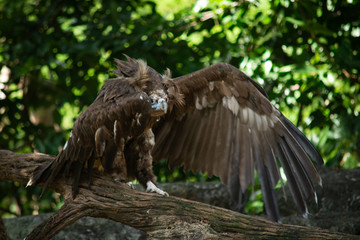 Cinereous Vulture