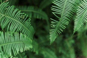 green fern leaves