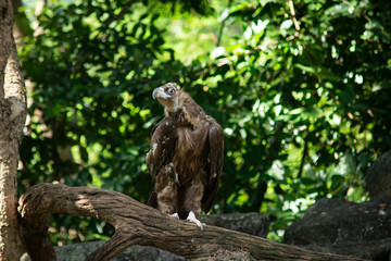 Cinereous Vulture