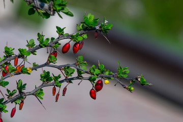 Red berries on the branches. Macro photo. Green leaves on the branches of a shrub.