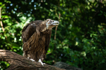 Cinereous Vulture