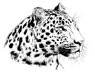 Foto op Plexiglas snarling face of a leopard painted by hand on a white background tattoo © evgo1977