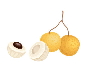 Longan Fruit of Circular Shape Showing Translucent Flesh and Black Seed Inside Vector Illustration