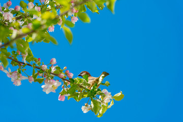 Sparrow in a blossoming apple tree in a garden below a blue sky in sunlight in spring
