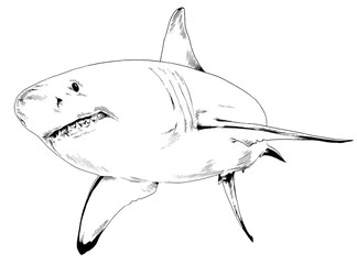 the attacking great white shark with open jaws drawn in ink by hand on a white background sketch