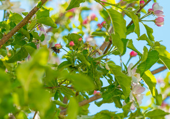 Bumblebee searching for nectar in a blossoming apple tree in sunlight in spring