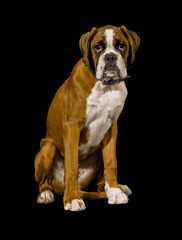 Obraz premium Boxer dog portrait