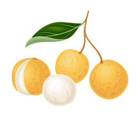 Exotic Longan Fruit of Circular Shape Hanging on Tree Branch Vector Illustration