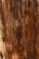 Background photo of an old stump, closeup wood texture