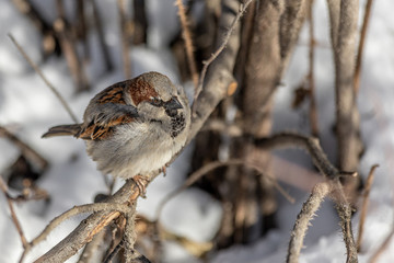 Fun gray and brown sparrow sits on a branch in the park in winter on a blurred gray background