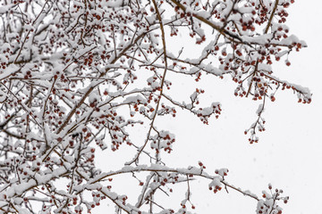 Fototapeta na wymiar Brown wild apple tree branches covered with white fluffy snow are in winter day