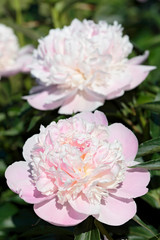 Several blooming pink peonies close-up