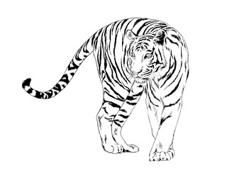 Fototapeta na wymiar tiger drawn with ink from the hands of a predator tattoo logo
