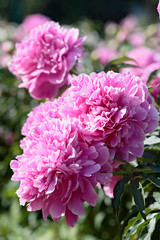 Several blooming raspberry peonies close-up