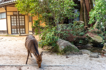 Deer relax inthe Miyajima. Hiroshima city