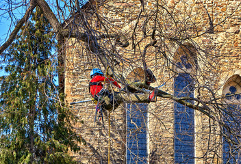 Tree climber pruning branches in a tree.