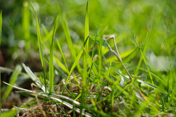 fresh green grass