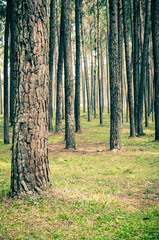 pine tree forest landscape