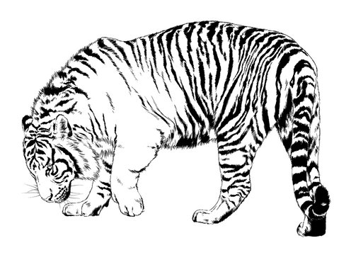 tiger drawn with ink from the hands of a predator tattoo logo