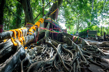 root tree with garland in forest, traditional travel  in Thailand
