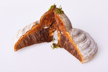 Fomes fomentarius is a mushroom, which grows at different trees, this one was picked up from a birch tree and is used in herbal medicine.  It is an edible fungus Woodsfailing isolated on white