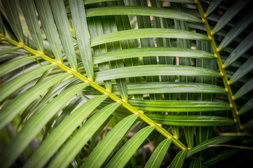 Pattern of Green Leaf Background