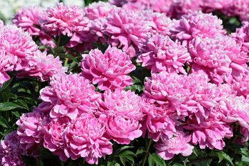 Several blooming raspberry peonies close-up