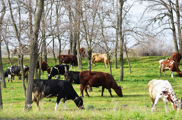 Herd of cows and bulls in the village,cattle photo