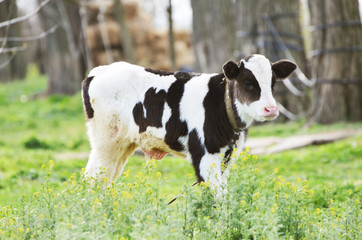 Young bullock in the village,cattle photo