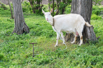 White goat outdoors, farm animal photo