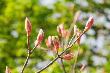 
Flowering tree buds