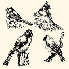 vector drawing of a bird: Jay and tit