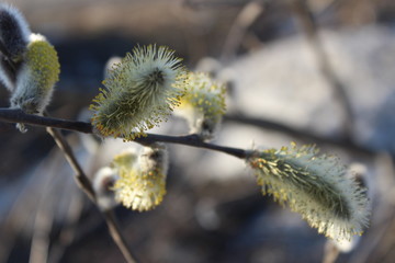 willow blossom