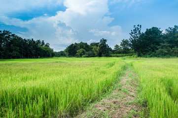 farm rice landscape and clouds sky