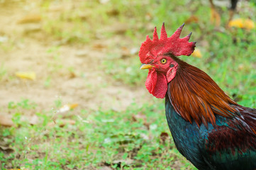 Bantam Animal Head Closeup