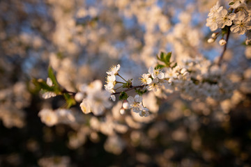 Kirschplantage