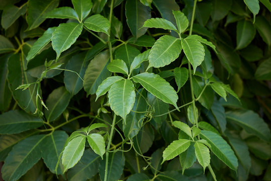 Tetrastigma voinierianum
