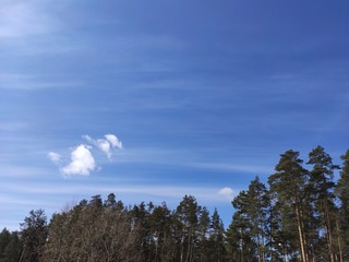 The tops of the pine trees on background a blue sky with white clouds and rays of the sun.